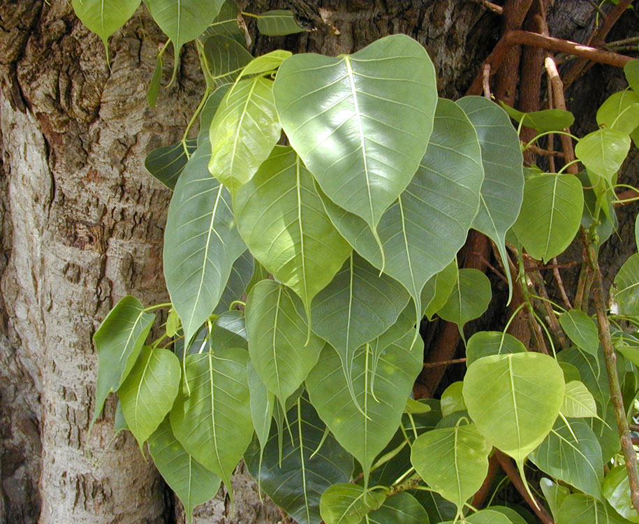 Leaves and trunk of a mature Ficus religiosa, shown as a representative image of the species