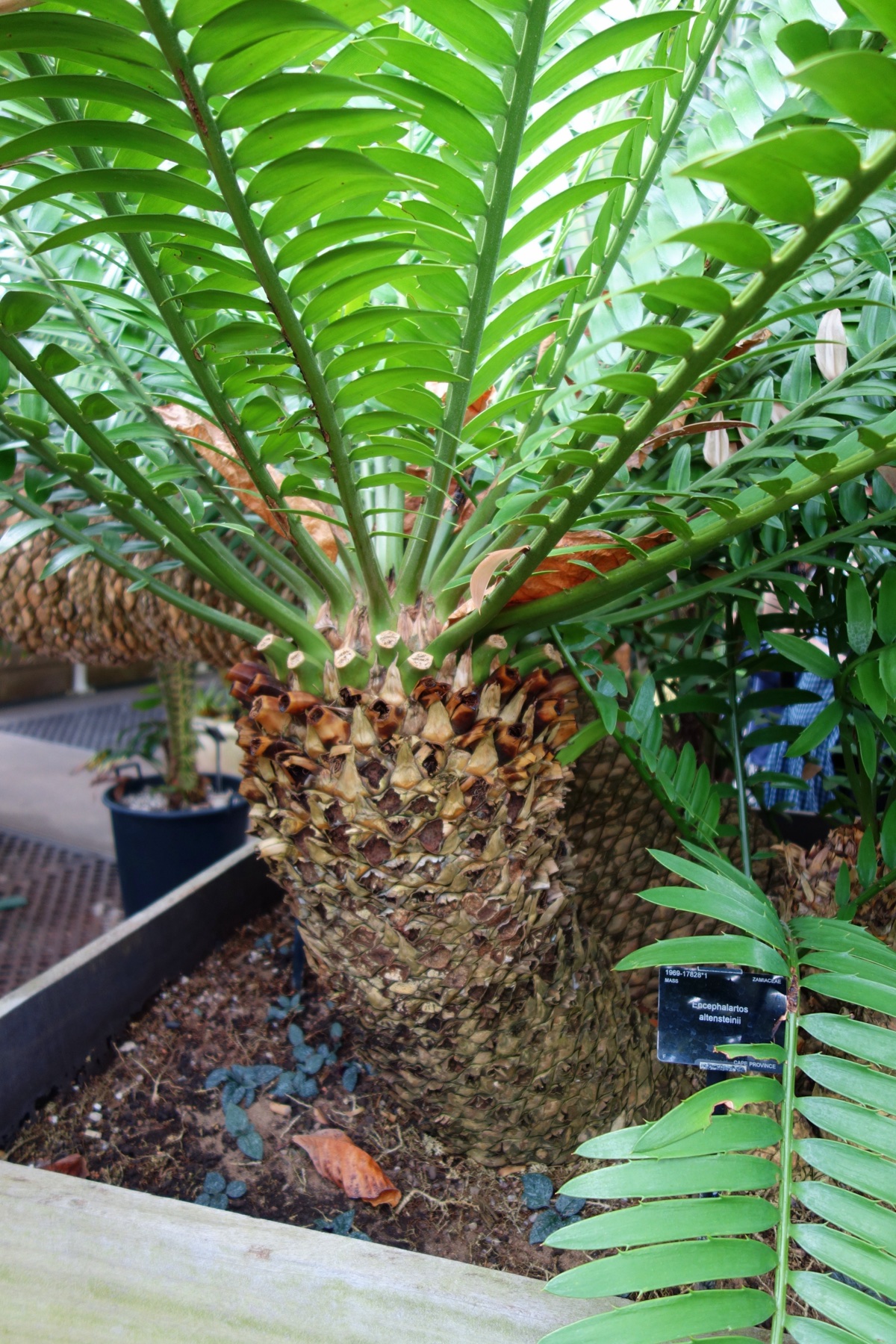 The thick trunk and fresh green fronds of Kew's Eastern Cape giant cycad inside the Palm House