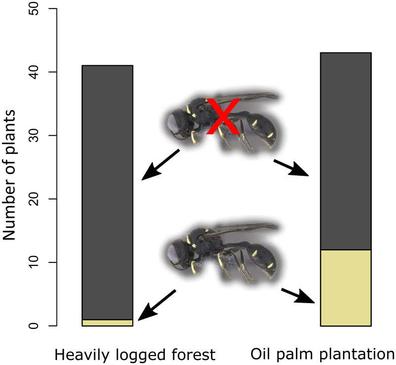Scientific figure showing Dasyproctus wasps and their nests inside Macaranga stems
