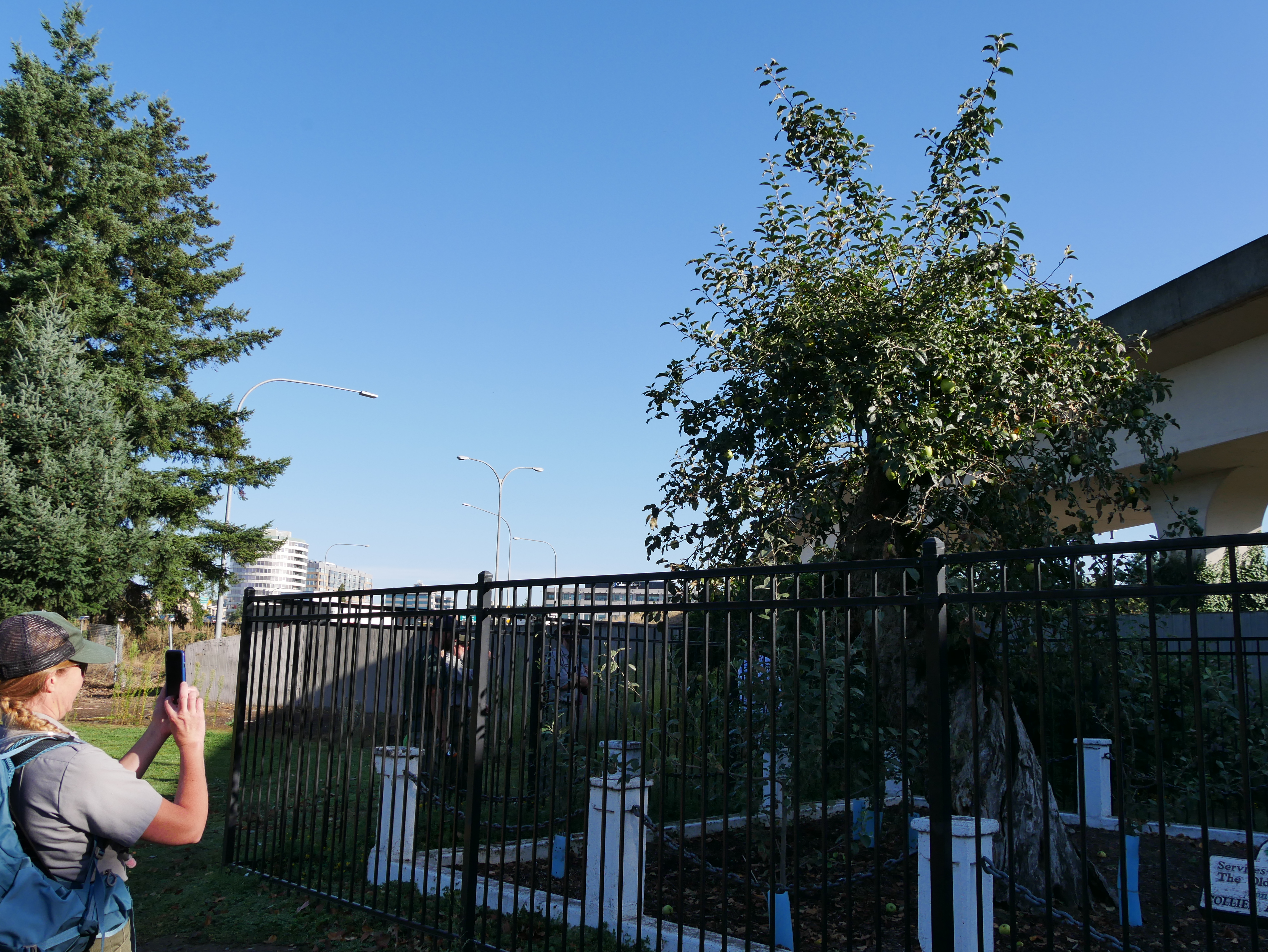 A visitor photographs Vancouver’s Old Apple Tree in 2019