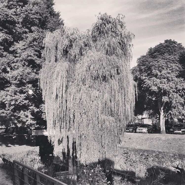 Trees I saw